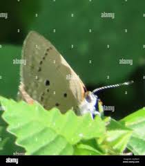 Attēlu rezultāti vaicājumam “Theclinae”