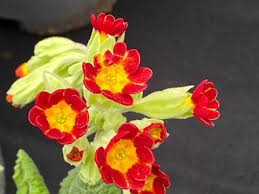 Attēlu rezultāti vaicājumam “Primula veris var. rubra”