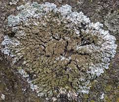 Attēlu rezultāti vaicājumam “Physconia enteroxantha”