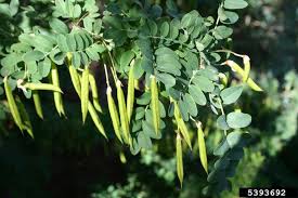Attēlu rezultāti vaicājumam “Caragana arborescens”
