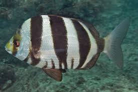 Image result for Diplodus