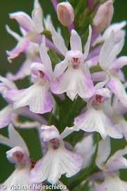 Attēlu rezultāti vaicājumam “Dactylorhiza maculata bud”