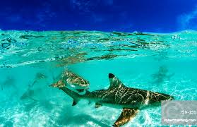 Image result for Carcharhinus melanopterus