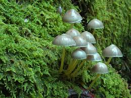 Attēlu rezultāti vaicājumam “Mycena viscosa”