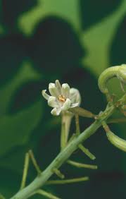 Attēlu rezultāti vaicājumam “Gymnocladus dioicus flower”