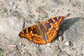 Attēlu rezultāti vaicājumam “Apatura ilia”