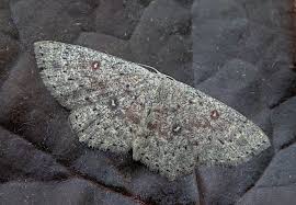 Attēlu rezultāti vaicājumam “Cyclophora pendularia”