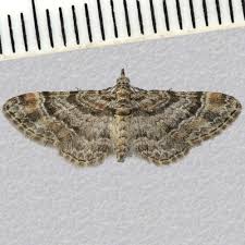 Attēlu rezultāti vaicājumam “Gymnoscelis rufifasciata”