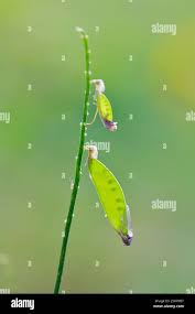 Attēlu rezultāti vaicājumam “Vicia cracca fruit”