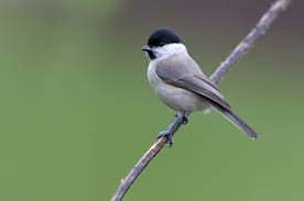 Attēlu rezultāti vaicājumam “Poecile palustris”