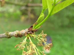Attēlu rezultāti vaicājumam “Fraxinus pennsylvanica female flower”
