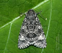 Attēlu rezultāti vaicājumam “Acronicta megacephala larva”