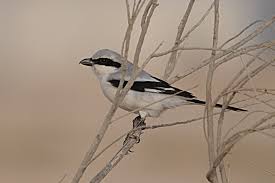 Attēlu rezultāti vaicājumam “Lanius excubitor adult”