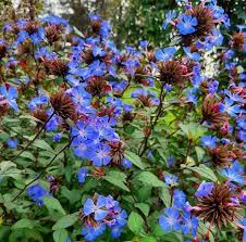 Attēlu rezultāti vaicājumam “Plumbaginaceae”