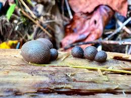 Attēlu rezultāti vaicājumam “Lycogala leopardinum young”