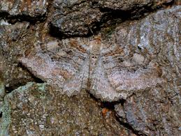 Attēlu rezultāti vaicājumam “Hydria cervinalis”