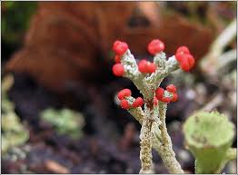 Attēlu rezultāti vaicājumam “Cladonia floerkeana”