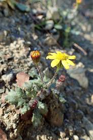 Attēlu rezultāti vaicājumam “Senecio vernalis leaf”