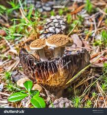 Attēlu rezultāti vaicājumam “Asterophora lycoperdoides”