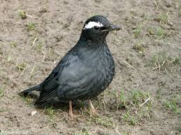 Image result for Zoothera sibirica