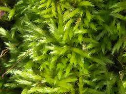 Attēlu rezultāti vaicājumam “Eurhynchiastrum pulchellum”