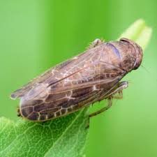 Attēlu rezultāti vaicājumam “Eupteryx vittata”