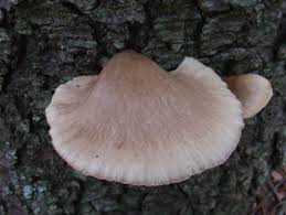 Attēlu rezultāti vaicājumam “Panellus serotinus”