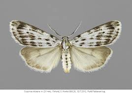 Attēlu rezultāti vaicājumam “Coscinia cribraria”