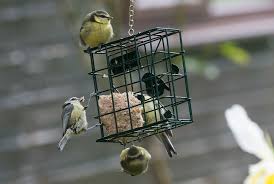 Attēlu rezultāti vaicājumam “Cyanistes caeruleus juvenile”
