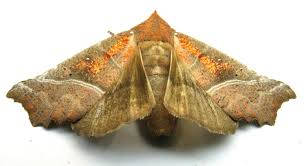 Attēlu rezultāti vaicājumam “Scoliopteryx libatrix”