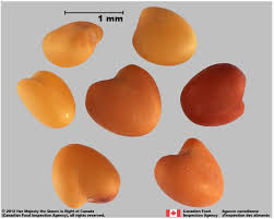 Attēlu rezultāti vaicājumam “Trifolium repens fruit”