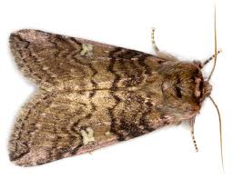 Attēlu rezultāti vaicājumam “Tethea or”