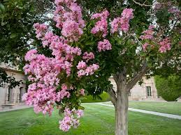 Image result for Lagerstroemia