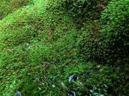 Attēlu rezultāti vaicājumam “Didymodon rigidulus”