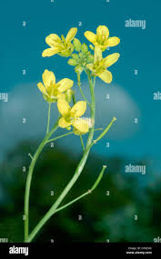 Attēlu rezultāti vaicājumam “Diplotaxis tenuifolia leaf”