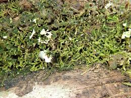 Attēlu rezultāti vaicājumam “Anastrophyllum hellerianum”