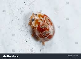 Attēlu rezultāti vaicājumam “Myrrha octodecimguttata”