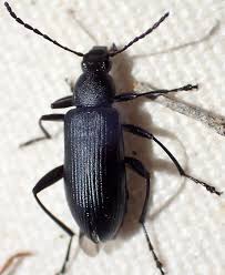 Attēlu rezultāti vaicājumam “Alleculidae”