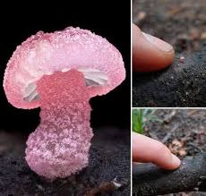 Attēlu rezultāti vaicājumam “Neocudoniella albiceps”