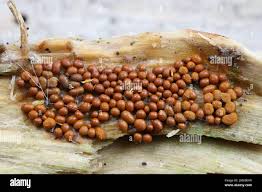 Attēlu rezultāti vaicājumam “Trichia scabra spores”