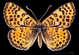 Attēlu rezultāti vaicājumam “Melitaea didyma”