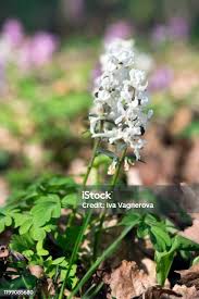 Attēlu rezultāti vaicājumam “Corydalis cava flower”