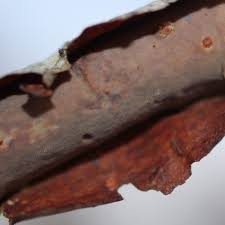 Attēlu rezultāti vaicājumam “Vuilleminia comedens”