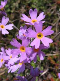 Attēlu rezultāti vaicājumam “Primula farinosa fruit”