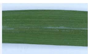 Attēlu rezultāti vaicājumam “Galanthus nivalis leaf”