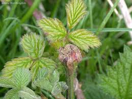 Attēlu rezultāti vaicājumam “Lasioptera rubi”