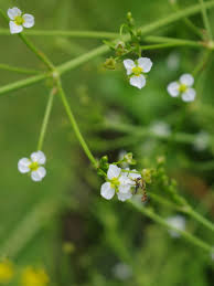Attēlu rezultāti vaicājumam “Alisma plantago-aquatica flower”