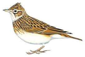 Attēlu rezultāti vaicājumam “Alauda arvensis adult”