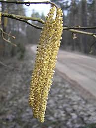 Attēlu rezultāti vaicājumam “Corylus avellana”