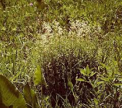 Attēlu rezultāti vaicājumam “Galium boreale fruit”